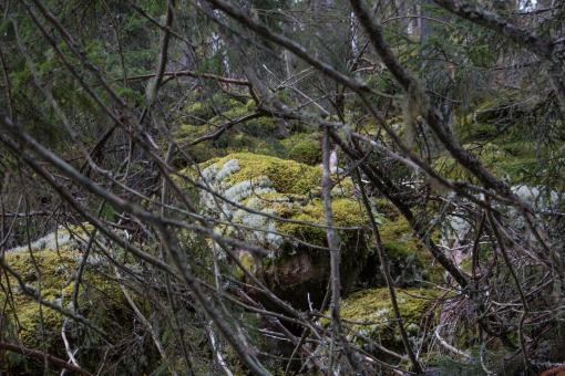 Free Stock Photo of Mossy stones in dark woods