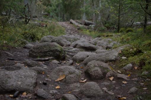 Free Stock Photo of Mossy stones in dark woods
