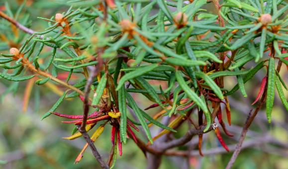 Free Stock Photo of Colorful forest plant