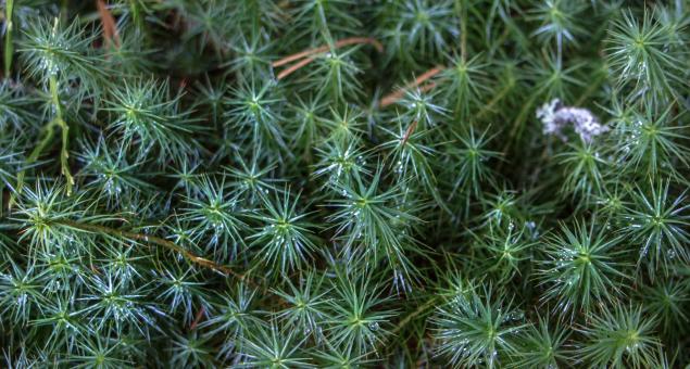 Free Stock Photo of Droplets on green leafs