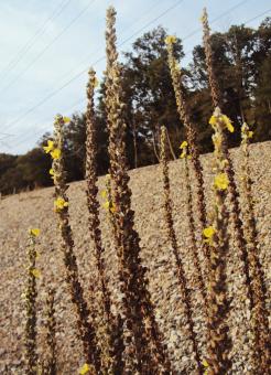 Free Stock Photo of Yellow plants are growing on the sand