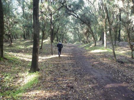 Free Stock Photo of The Forest of Haouzia