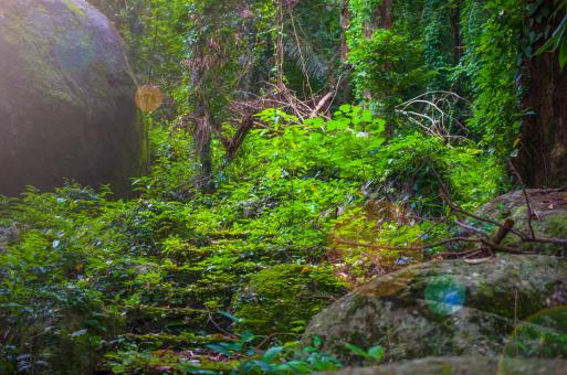 Free Stock Photo of The case of an ancient stone staircase in an ancient temple with moss