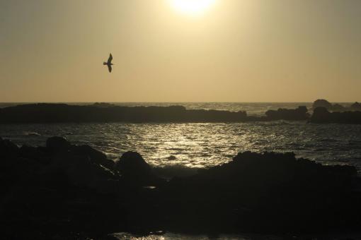Free Stock Photo of The beach of the city of Essaouira