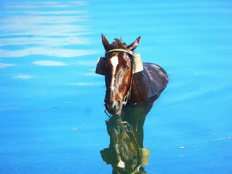 Free Stock Photo of A horse in the river