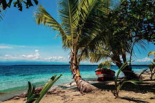 Free Stock Photo of Palm trees at tropical beach