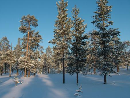Free Stock Photo of Beautiful Winter Woods