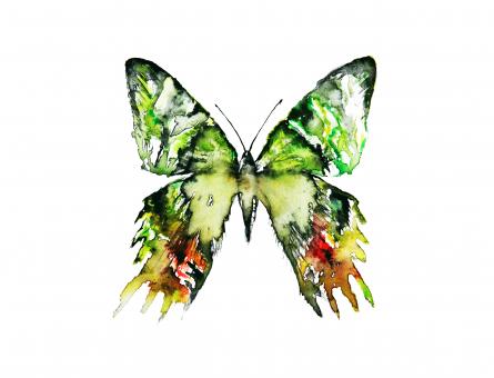 Free Stock Photo of Watercolor Butterfly