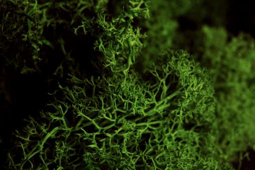 Free Stock Photo of Fruticose Lichen