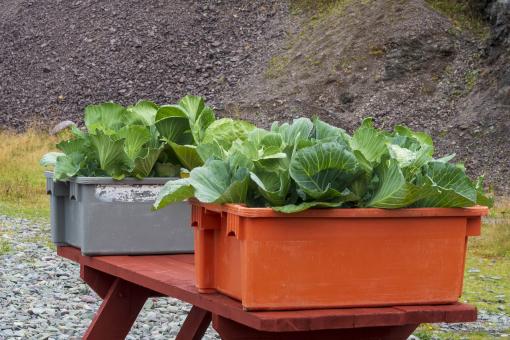 Free Stock Photo of Box planting bed