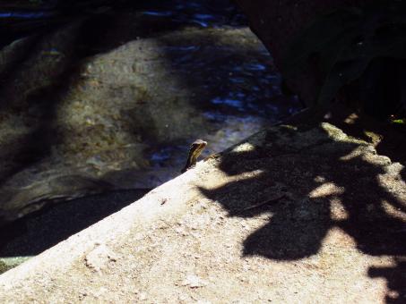Free Stock Photo of Peekaboo