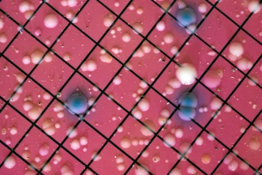 Free Stock Photo of Bacterial Colonies