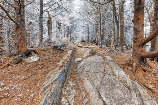 Free Stock Photo of Dream Frost Trail