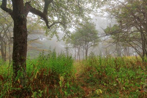 Free Stock Photo of Ominous Mist Forest - Spruce Knob