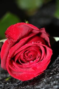 Free Stock Photo of Red Rose with Droplets