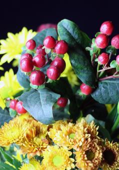 Free Stock Photo of Red berry like flowers