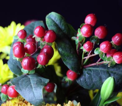 Free Stock Photo of Red berry like flowers on black
