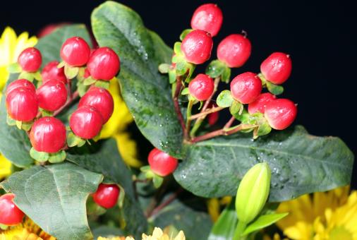 Free Stock Photo of Red berry like flowers