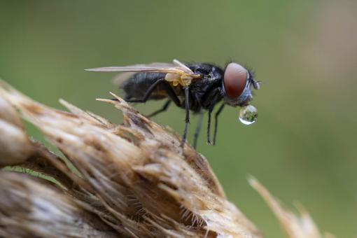 Free Stock Photo of Fly Blowing a Bubble