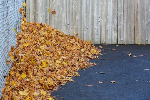 Free Stock Photo of Pile of Autumn Leaves