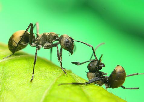Free Stock Photo of Black Ants Macro