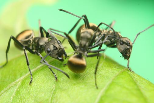 Free Stock Photo of Fight of Black Ants