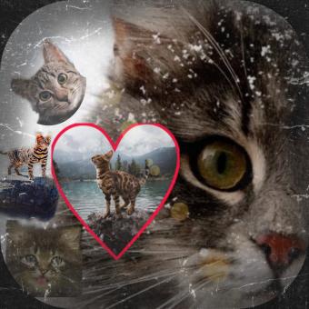 Free Stock Photo of Cat Mural