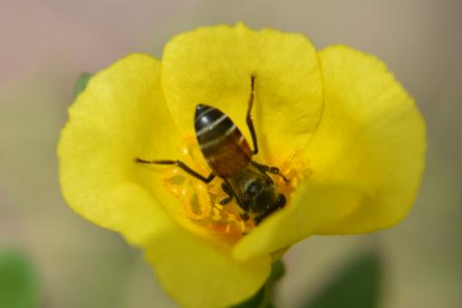 Free Stock Photo of Honey bee sucking nectar