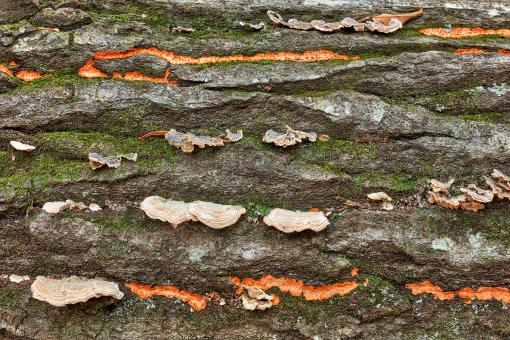 Free Stock Photo of Barking Fungus