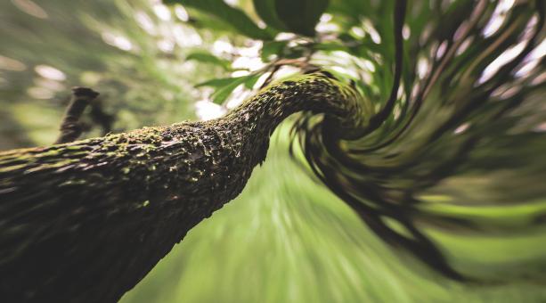Free Stock Photo of Psychedelic Trees