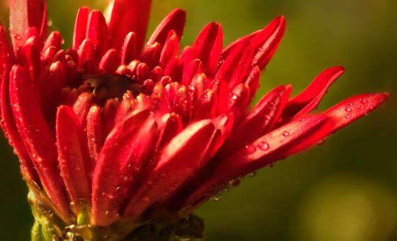 Free Stock Photo of Red Flower with Green Background