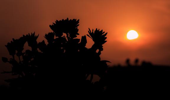 Free Stock Photo of Silhouette of Flowers at Sunset