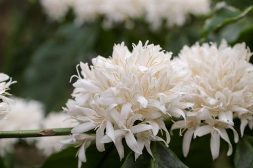 Free Stock Photo of Coffee Plant White Flower