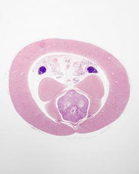 Free Stock Photo of Loligo Body Cross Section