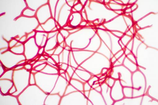 Free Stock Photo of Sponge Microscopic View
