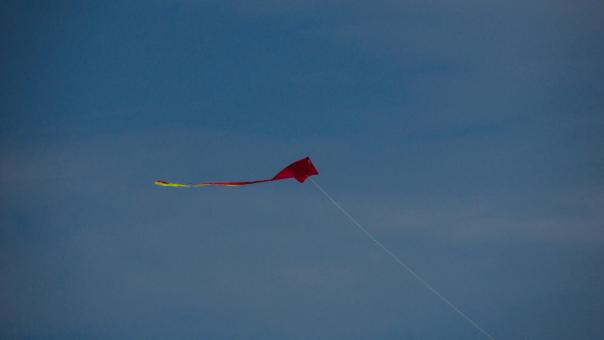 Free Stock Photo of Red Kite