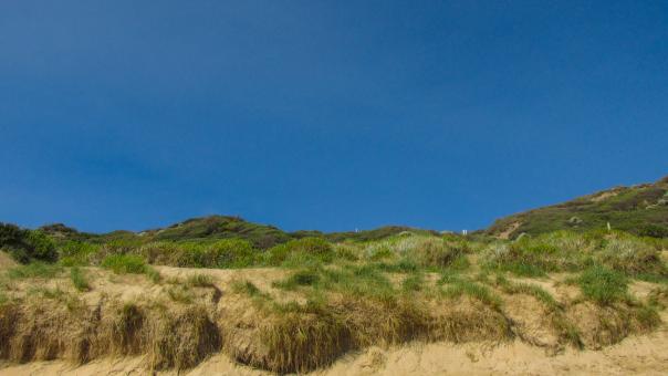 Free Stock Photo of Beach Dunes and Grass