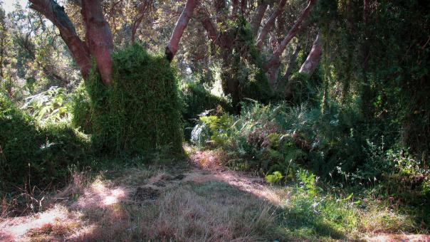 Free Stock Photo of Lush Forest Vegetation