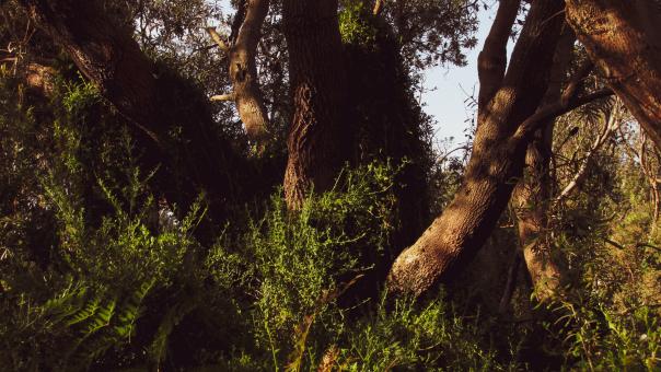 Free Stock Photo of Lush Vegetation