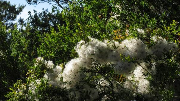 Free Stock Photo of Cotton Tree