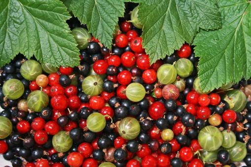 Free Stock Photo of Eclectic Color Berries
