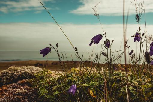 Free Stock Photo of Small Violet Flowers on Iceland Coast