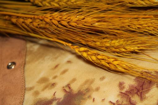 Free Stock Photo of Ripe Wheat