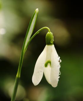 Free Stock Photo of Snowdrop after the rain