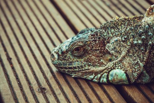 Free Stock Photo of Iguana Head
