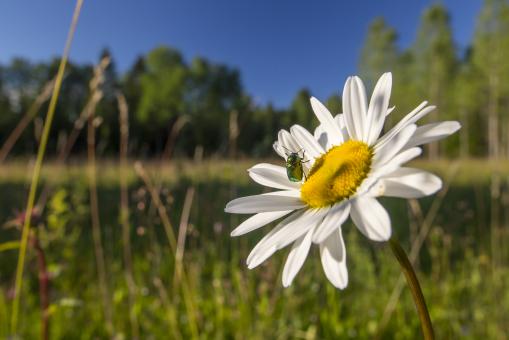 Free Stock Photo of Green bug on the flower