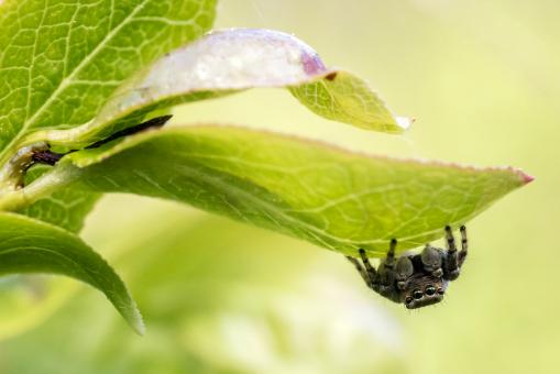 Free Stock Photo of Jumping Spider on Green Leaf