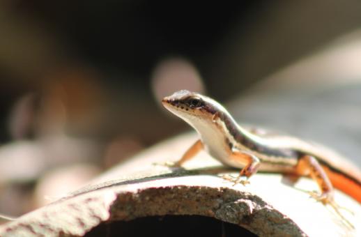 Free Stock Photo of Red Tailed Lizard Close up