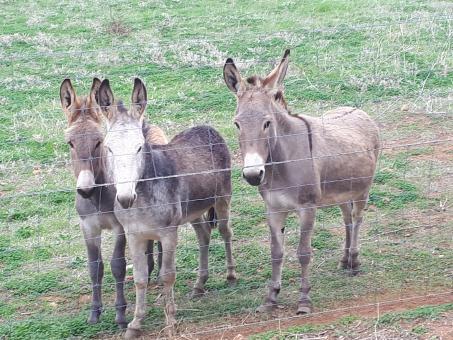 Free Stock Photo of Farm Donkeys