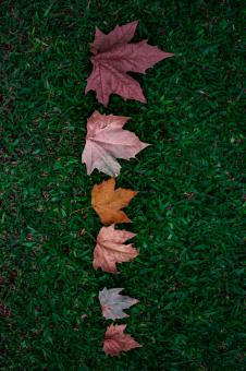 Free Stock Photo of Row of different colorful autumn leaves